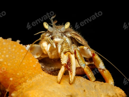 Preview: Pagurus bernhardus from Oslo fjord
