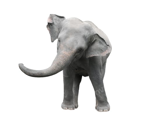 Preview: asia elephant isolated white background
