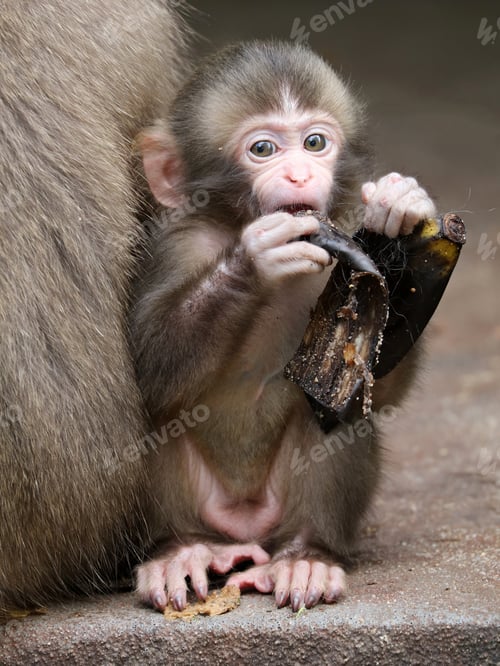 Preview: Japanese monkey baby