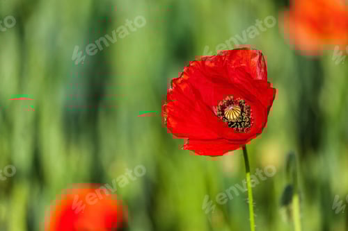 Preview: Red poppy in field