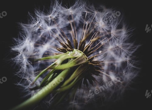 Preview: Flower