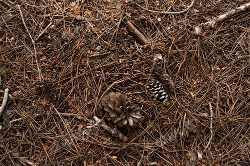 Preview: High angle view of forest floor full of pine cones and coniferous needles. Nature background
