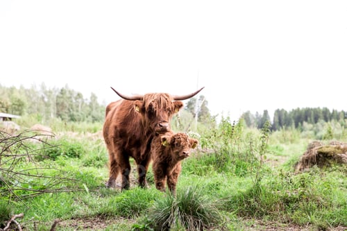 Preview: View of a brown bull with its baby standing in green grass