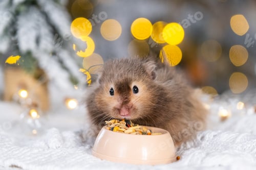 Preview: A funny shaggy fluffy hamster nibbles feed seeds from a bowl on a Christmas background with fairy li