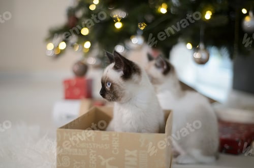 Preview: Christmas presents: two Siamese cats under the Christmas tree in a present box