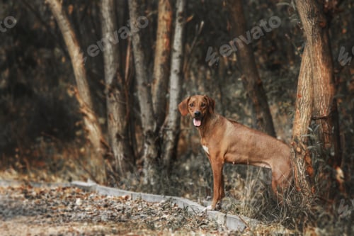 Preview: Rhodesian Ridgeback dog outdoor portrait