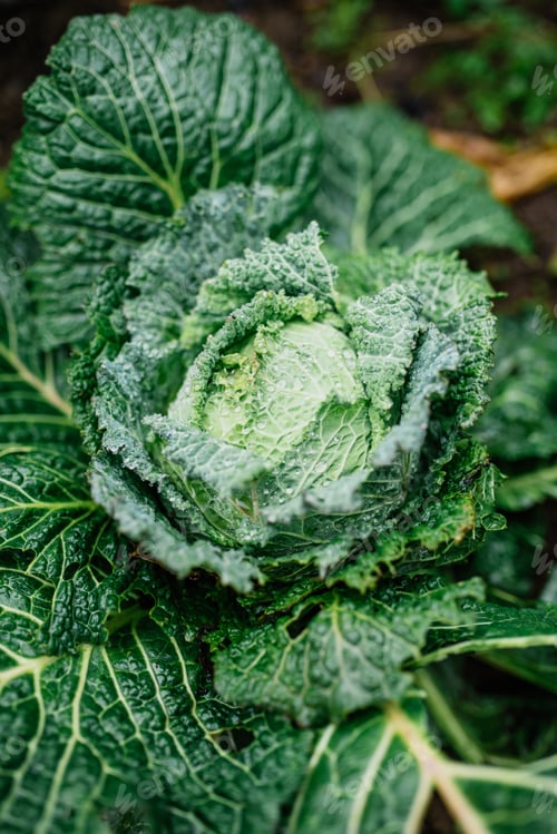 Preview: Savoy cabbage
