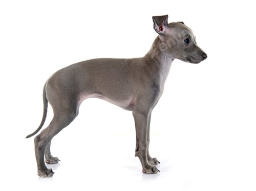 Preview: puppy italian greyhound