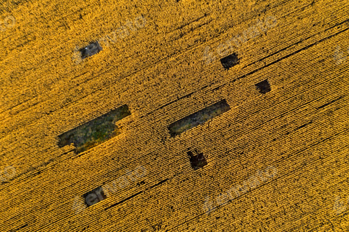 Preview: Aerial agricultural landscape. Plantation field ready for harvest. Above view from a drone