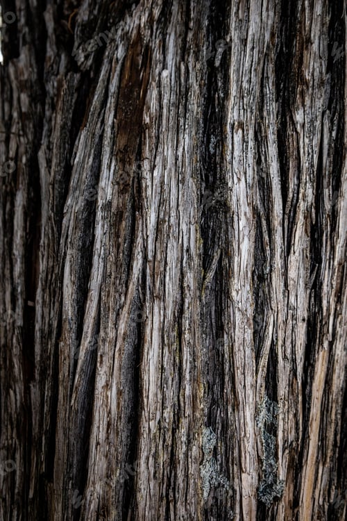 Preview: Close-up of the textured bark of a large tree with intricate patterned grooves and ridges visible