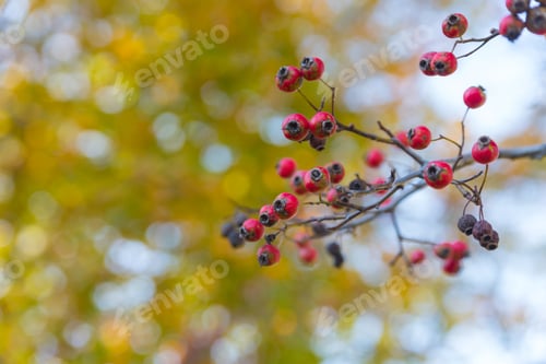 Preview: Red Berries And Yellow Leaves On A Tree