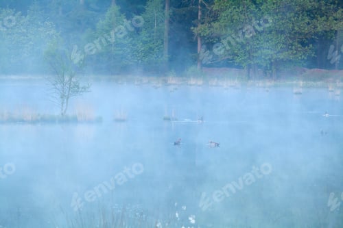 Preview: wild goose on lake during foggy morning