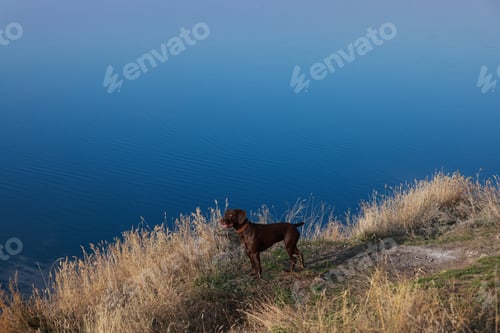 Preview: Cute German Shorthaired Pointer dog near river, space for text