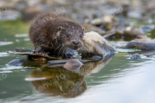 Preview: Lutra in nature habitat. Portrait of water predator