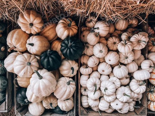 Preview: Pumpkins