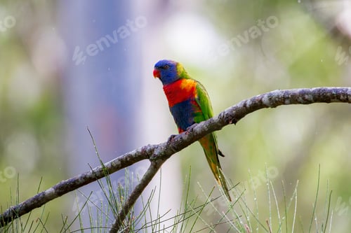 Preview: Vibrant parrot in the wild under dramatic lighting
