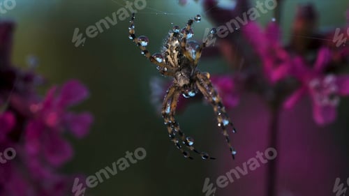Preview: Close-up of spider on web with drops. Creative. Beautiful spider on web with flowers. Meadow spider