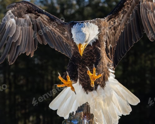 Preview: Bald Eagle gracefully lands on wooden post amidst trees