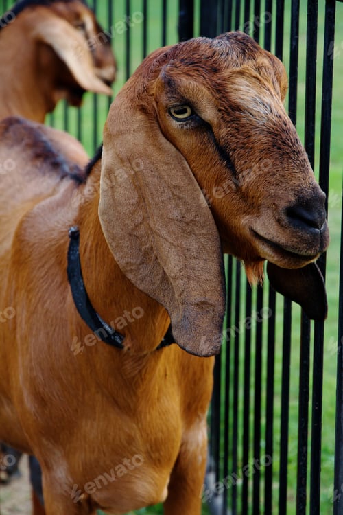 Preview: Portrait of a goat in the farm