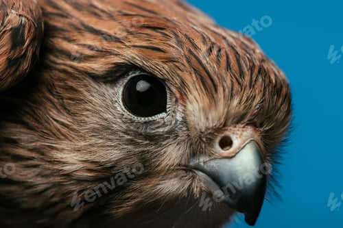 Preview: close up view of cute wild owl isolated on blue