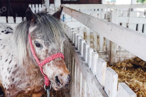 Preview: Beautiful pony horse in ranch barn