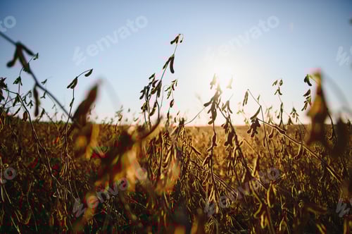 Preview: Golden Sunrise Over a Vast Grain Field