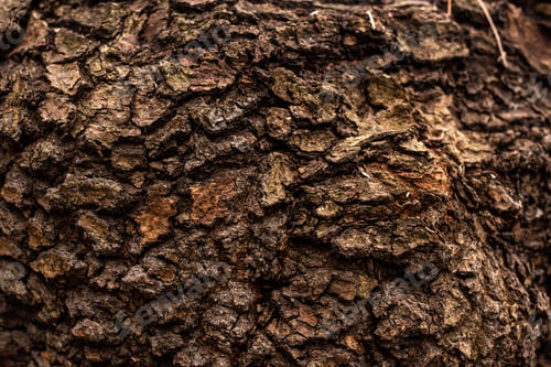 Preview: full frame image of old tree trunk background