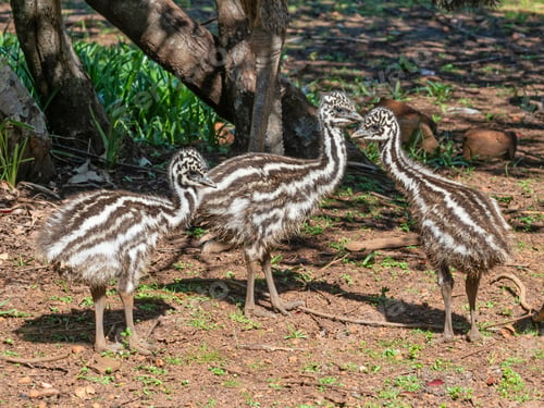 Preview: Three Young Emu Chicks