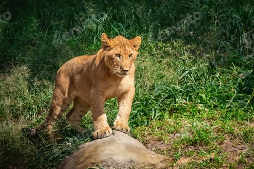Preview: Cute Lion Cub (Panthera leo)
