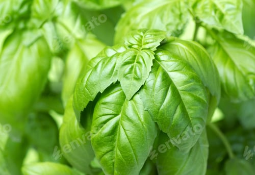 Close Up of Fresh Basil Leaves