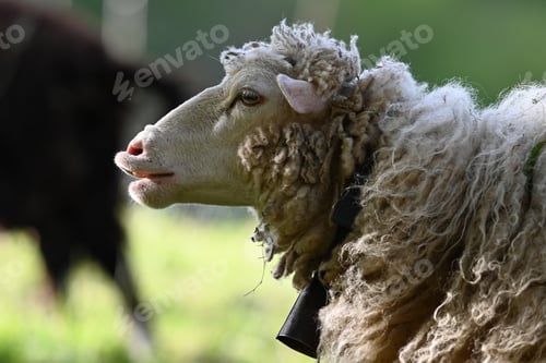 Preview: Fluffy sheep in a grassy field with two cows