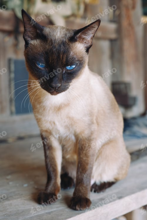 Preview: cat