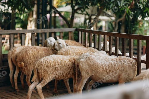 Preview: A herd of sheep standing in a pen with a fence in front of a tree