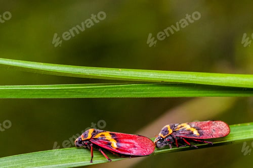 Preview: Kenya Small Insects Macro Animals Fauna Plants Flowers Vegatations Field