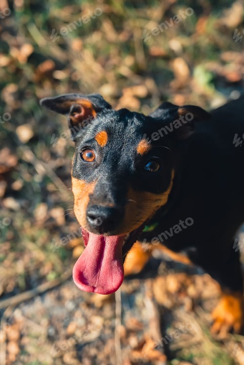 Preview: Happy smiling dog looking in the camera outdoors. Active pet enjoying summertime outdoors. Puppy in