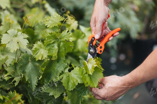 Preview: cropped shot of gardener hands cutting green leaves with pruning shears