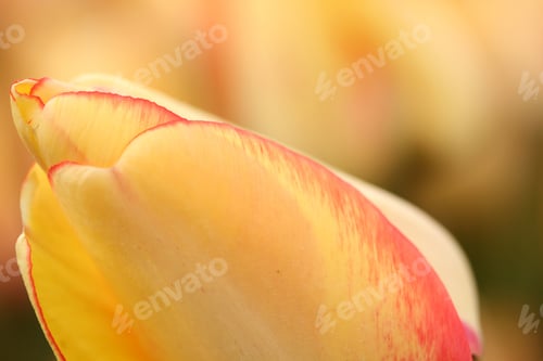 Preview: Tulip