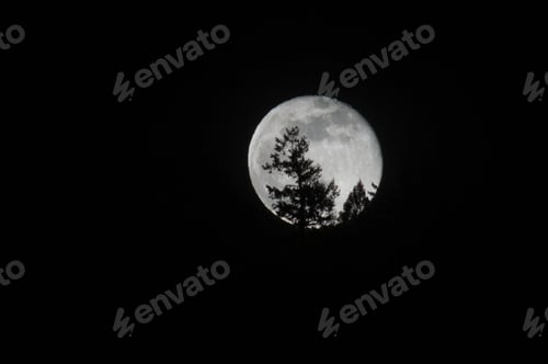 Preview: Night shot of a full moon behind trees silhouette