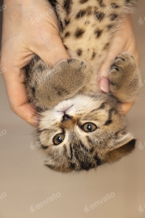 Preview: A two-month-old Scottish fold kitten in the hands of the hostess