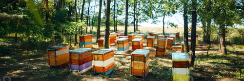 Preview: Colorful Beehives in Forest Setting Wide Banner