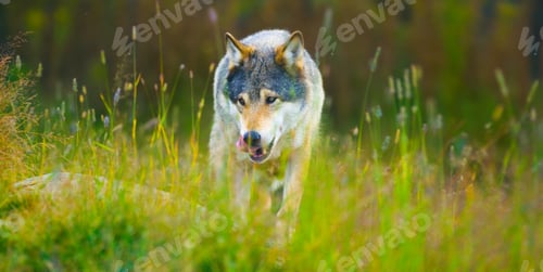 Preview: Wild male wolf walking in the grass in the autumn colored forest