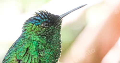 Preview: Green hummingbird from the Atlantic Forest