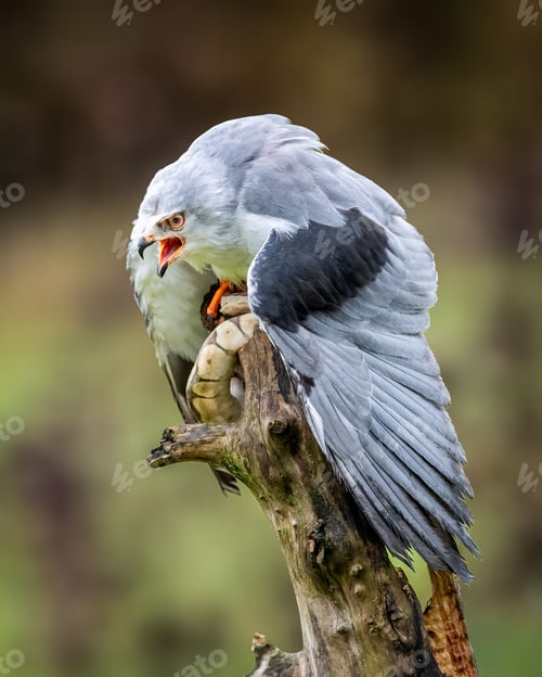Preview: Black-winged kite on branch