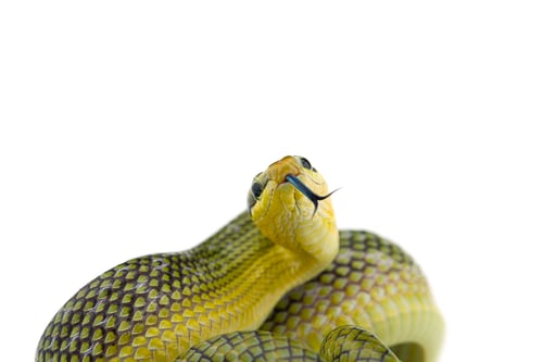 Preview: The red-tailed green ratsnake isolated on white background
