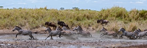 Preview: Zebra crossing a river in Serengeti National Park, Tanzania, Africa