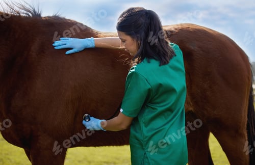 Preview: The best doctor in the world is the veterinarian