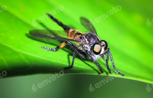 Preview: Fly on a Leaf in Costa Rica