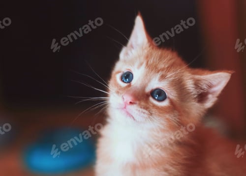 Preview: Cute little kitty