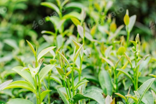 Preview: tea growing with green background