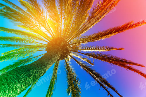 Preview: Colorful palm, summer background